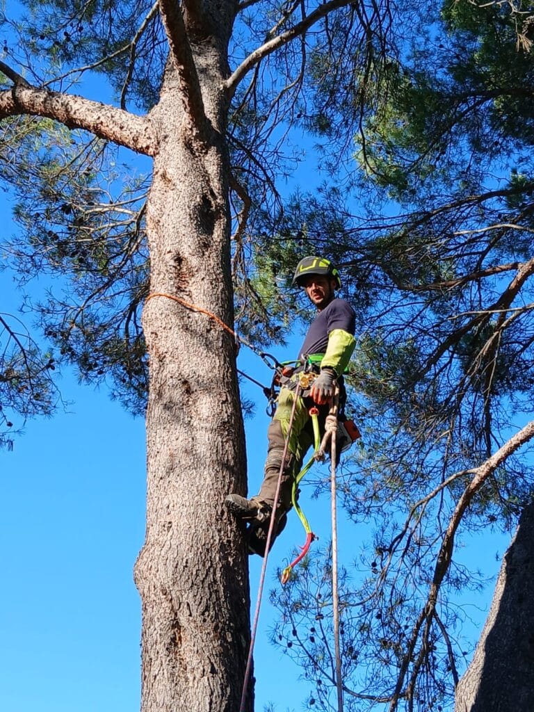 Arboriste grimpeur professionnel pour élagage de pins Arboriste professionnel avec équipement de sécurité grimpant dans un pin sous un ciel bleu dégagé.
