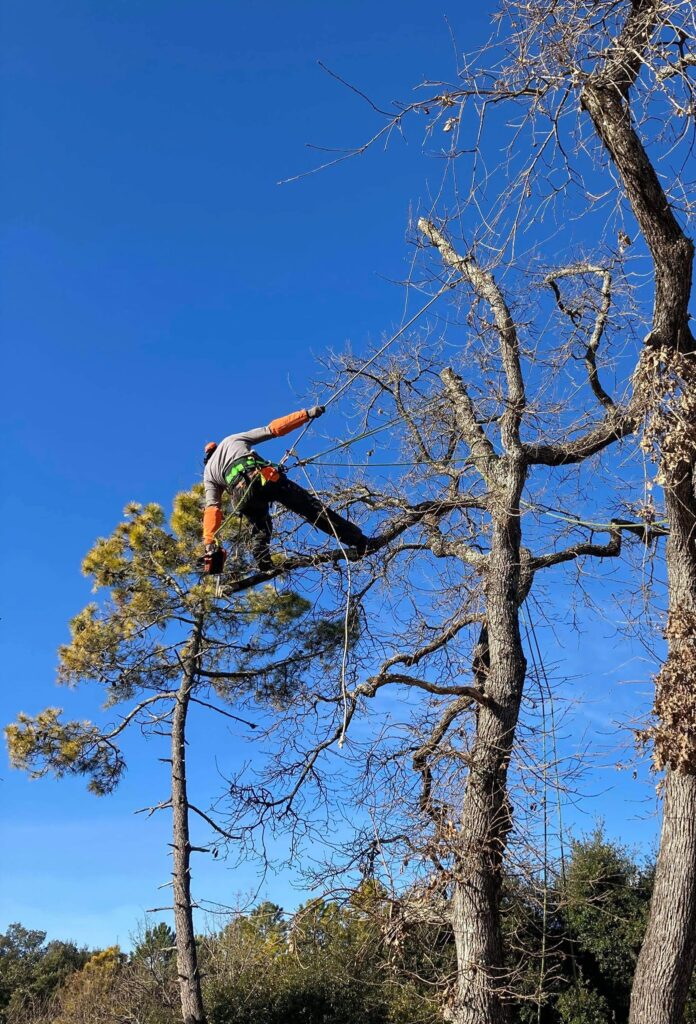 Arboriste élagueur sécurisé travaillant en hauteur sur un grand chêne sous un ciel bleu éclatant.